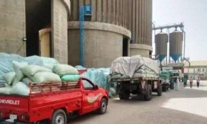 أسوان تحقق إنجازًا زراعيًا: 551 ألف طن قمح بنسبة إمداد تجاوزت 112.7%