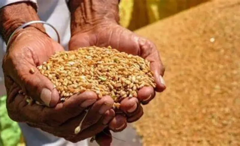 اسعار القمح اليوم الأربعاء مع تراجع طن القمح الروسي في الأسواق التجارية